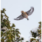 Hawfinch