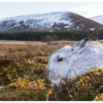 Mountain Hare