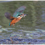 Kingfisher flies off with fish