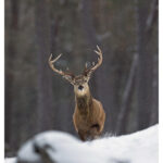 Red Deer Stag