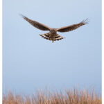 Hen Harrier