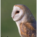 Barn owl portrait