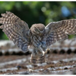 Little Owl Workshop