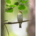 Wood Warbler