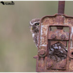 Little Owl