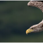 White-Tailed Eagle