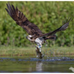 Osprey with trout