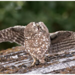 Little Owls Feeding