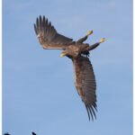 White-Tailed Eagle