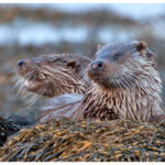 Mull Otters