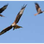 Red kites feeding