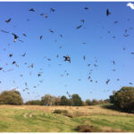 Red Kites