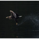 White-tailed eagle