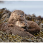 Otters