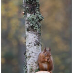 Red Squirrel