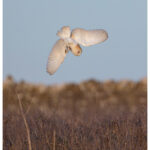 Barn owl