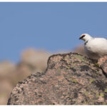 Ptarmigan