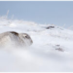 Mountain Hare