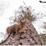 Red Squirrel