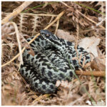 Adder