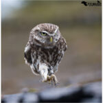 Little owl scuttling along...