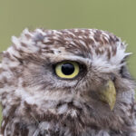 Little Owl