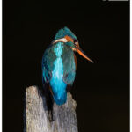 Kingfisher