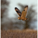 Short-Eared Owl