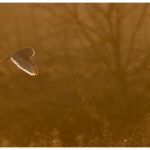 Barn Owl