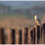 Barn Owl