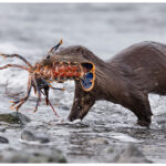 Otter With Lobster