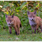 Fox Cubs