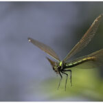 Beautiful Demoiselle