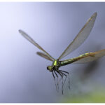 Beautiful Demoiselle