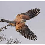 Kestrel