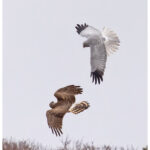 Hen Harriers