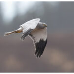 Male Hen Harrier