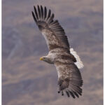 White-Tailed Eagle