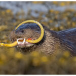 Otter eating a pipefish