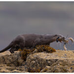 Otter With Lobster