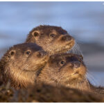 Otter Pyramid