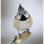 Crested Tit