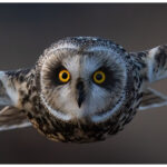 Short-eared owl