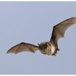 Daubenton's Bat