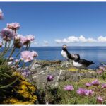 Puffins On Lunga