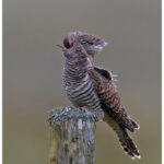 Juvenile Cuckoo