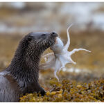 Otter with octopus