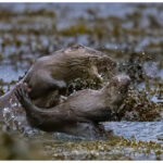 Otters Playing