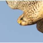 Hovering kestrel