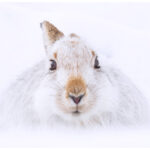 A white mountain hare in the snow